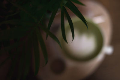Close-up of plant