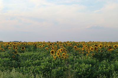 Close-up of sunflower field against sky