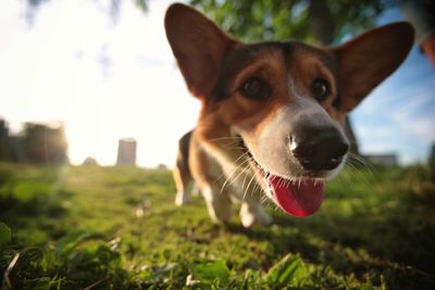 Close-up of dog on field