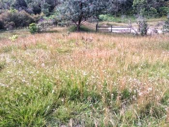 Plants growing on field