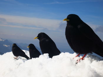 Close-up of black birds perching on snow