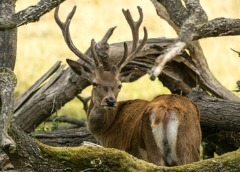 View of deer resting on tree