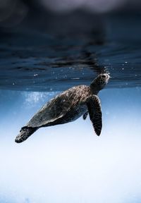 Turtle swimming in sea