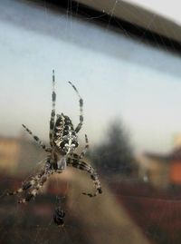 Close up of plant against blurred background