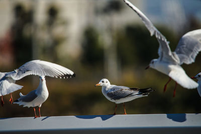 bird