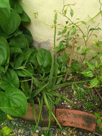 High angle view of plant growing in yard