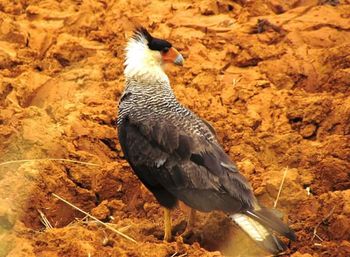 Bird perching on rock