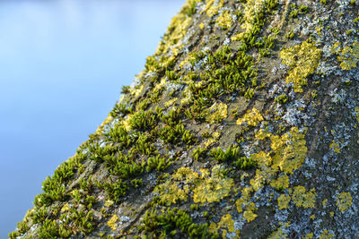 Close-up of moss growing on tree against sky