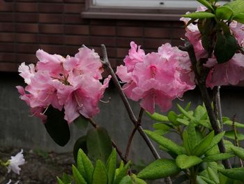 Close-up of pink flowers