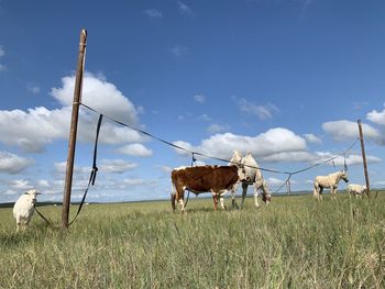 View of horses on field against sky