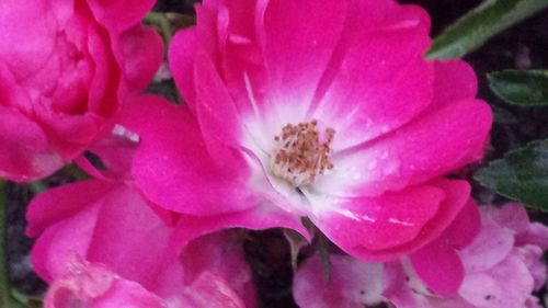 Close-up of pink flower