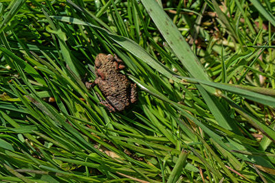 High angle view of frog on grass