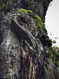 Close-up of animal sculpture on tree trunk