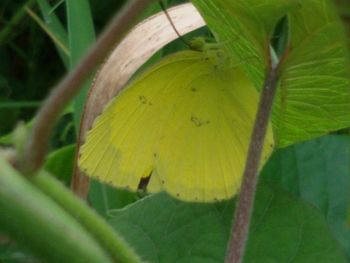 leaf