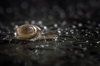 Close-up of snail on wet surface