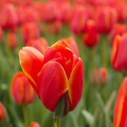 Close-up of red tulip