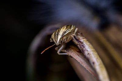 Close-up of insect