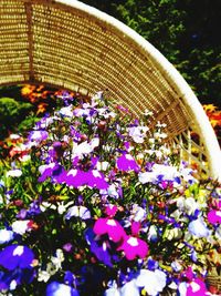 Low angle view of flowering plants in park