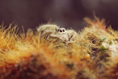 Close-up of caterpillar