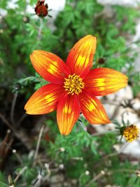 Close-up of orange flower