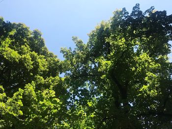 Low angle view of trees against sky on sunny day