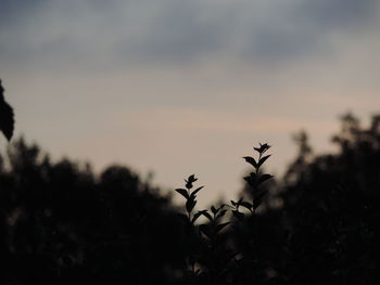 Plants against sky at sunset