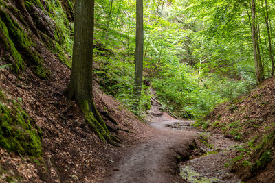 Road amidst trees in forest