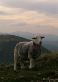 Sheep standing on field against sky during sunset