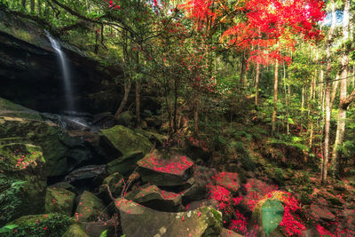 Close-up of plants by trees