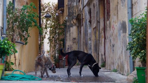 Two dogs on street
