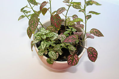 High angle view of potted plants on table