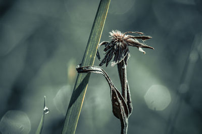 Close-up of plant