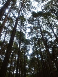 Low angle view of trees in forest