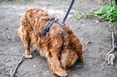 Brown dog sitting on footpath