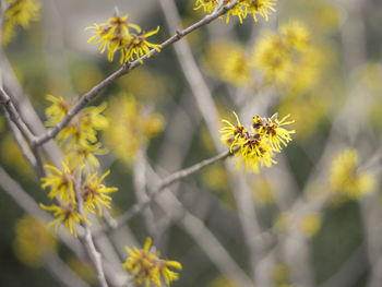 Close-up of yellow flowering plant