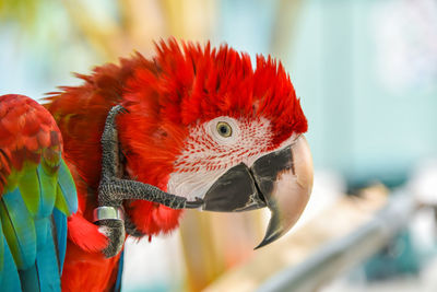 Close-up of parrot perching on branch