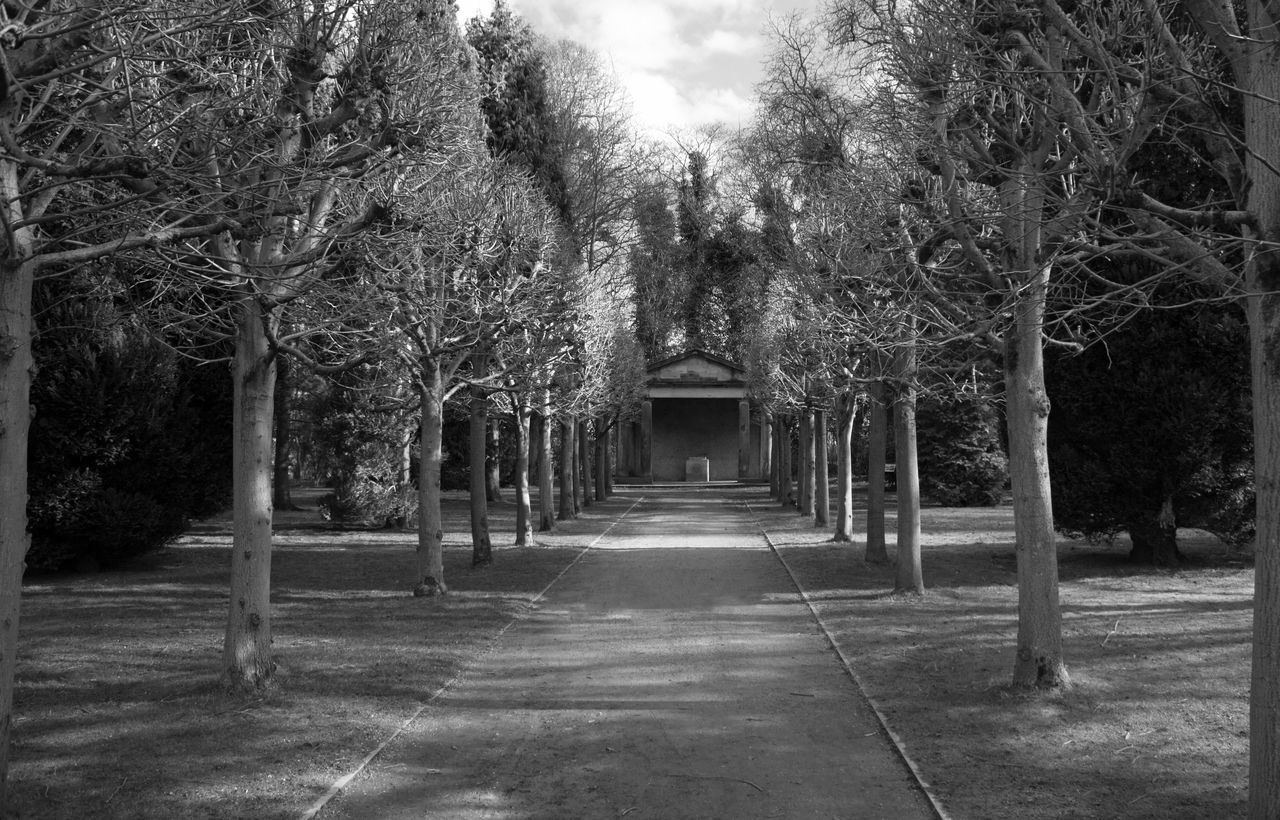 tree, the way forward, diminishing perspective, treelined, vanishing point, growth, branch, tree trunk, tranquility, footpath, nature, park - man made space, bare tree, in a row, empty, walkway, sky, day, built structure, tranquil scene