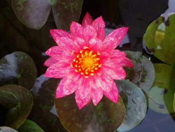 Close-up of pink flower blooming outdoors