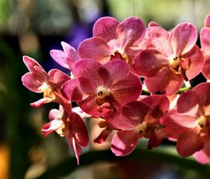 Close-up of pink orchids