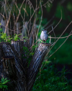 Close-up of bird perching on tree