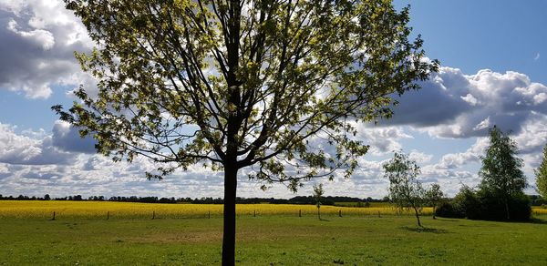 Tree on field against sky