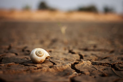 Close-up of snail on land