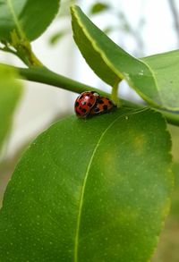 Close-up of insect on leaf