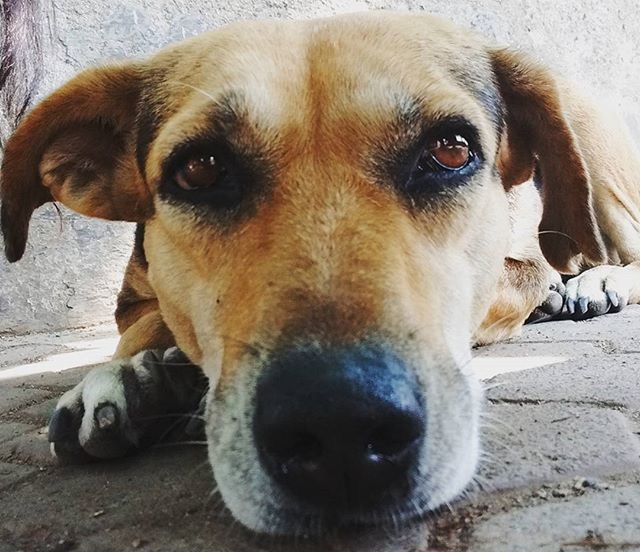 dog, domestic animals, pets, animal themes, mammal, one animal, animal head, portrait, looking at camera, close-up, indoors, relaxation, pet collar, lying down, no people, brown, loyalty, animal body part, snout, resting