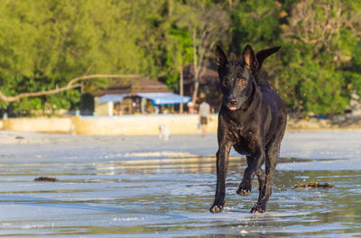 A young black dog is running at the beach