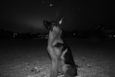 Close-up of horse against sky at night