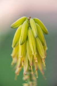 Close-up of flower outdoors