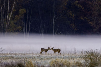 Fog hugs the ground behind two young bucks learning to spar at a wildlife refuge in northern indiana