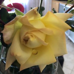 High angle view of rose bouquet