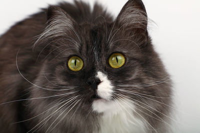 Close-up portrait of cat against white background